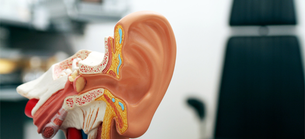 Ear Wax Removal Business in Porthcawl and surrounding areas model of inner ear anatomy